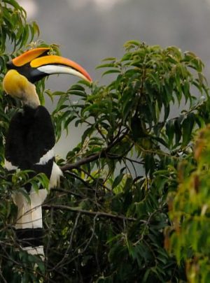 great_hornbill