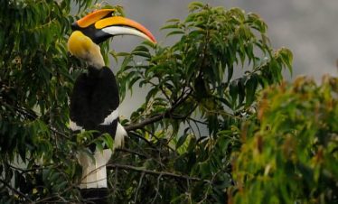 great_hornbill