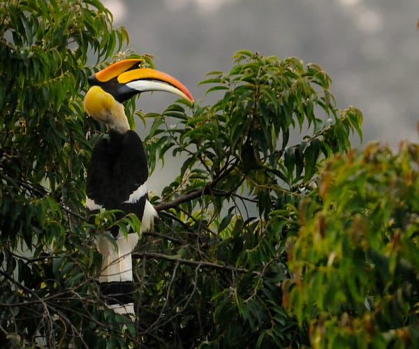 great_hornbill