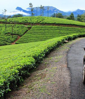 valparai-grass hills view