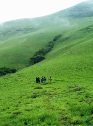 valparai-grasshills