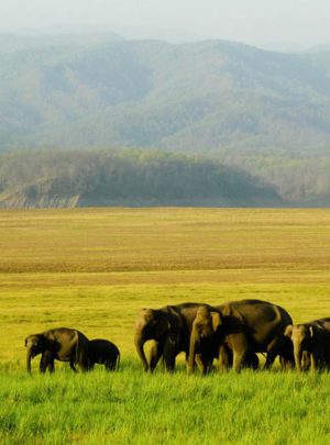 wildlife-holidays-in-south-india