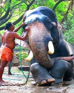 Guruvayur Temple Elephant