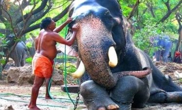 Guruvayur Temple Elephant