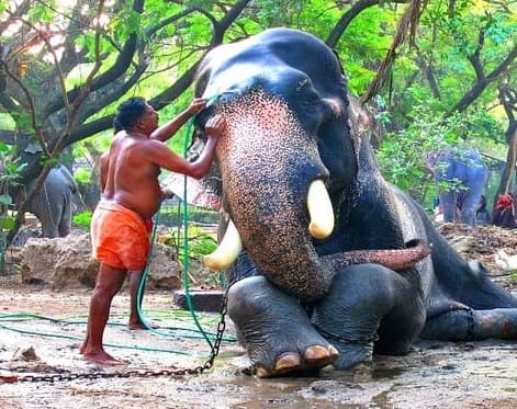 Guruvayur Temple Elephant