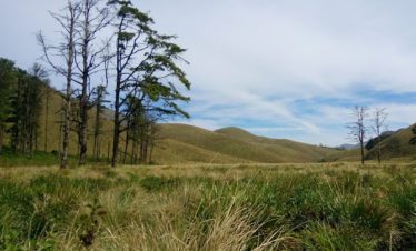 Grass Hills Valparai