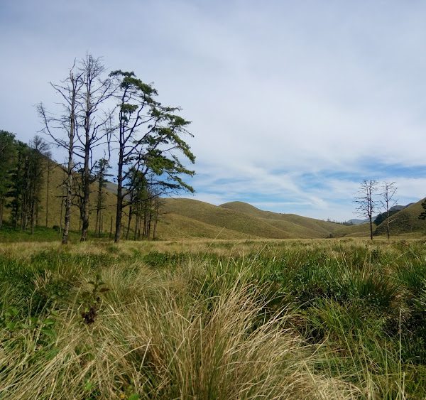 Grass Hills Valparai