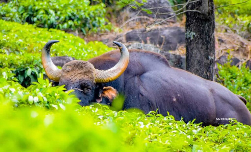 Indian-Gaur