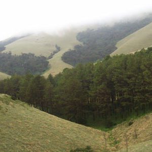 akkamalai-grass-hills-valparai-