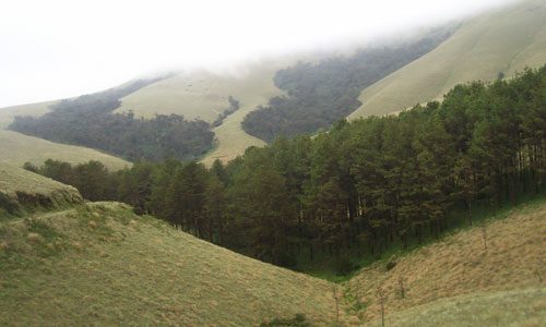 akkamalai-grass-hills-valparai-