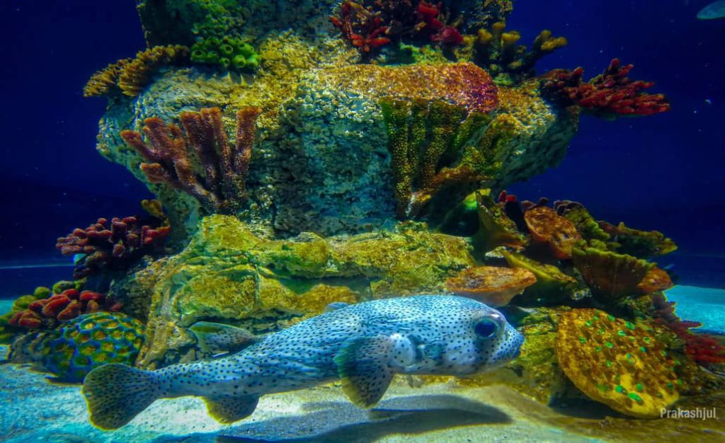 marine kingdom aquarium