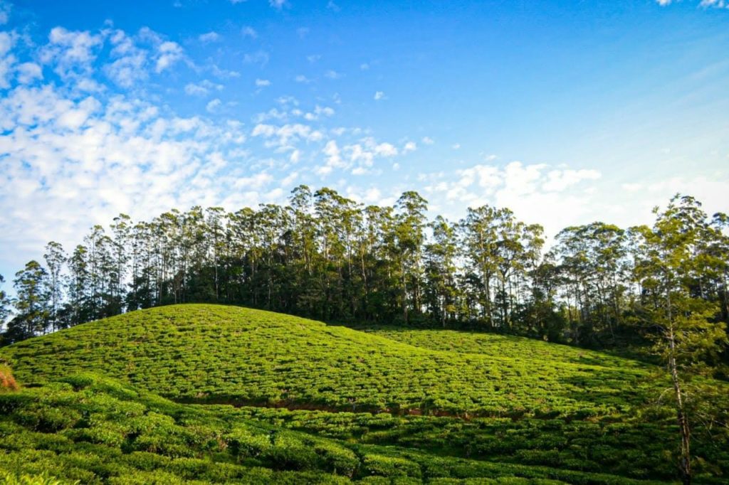 manjolai tea estate 