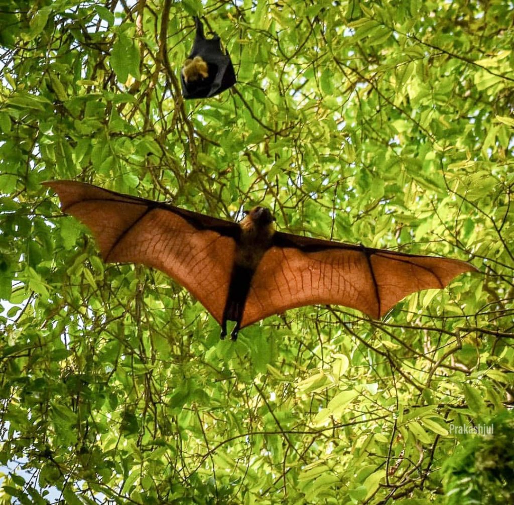 Bats in Theri kaadu
