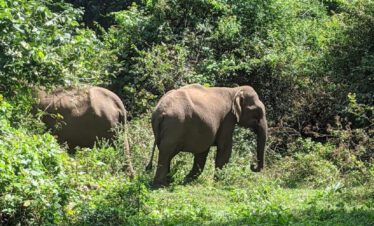 Parambikulam Tiger Reserve