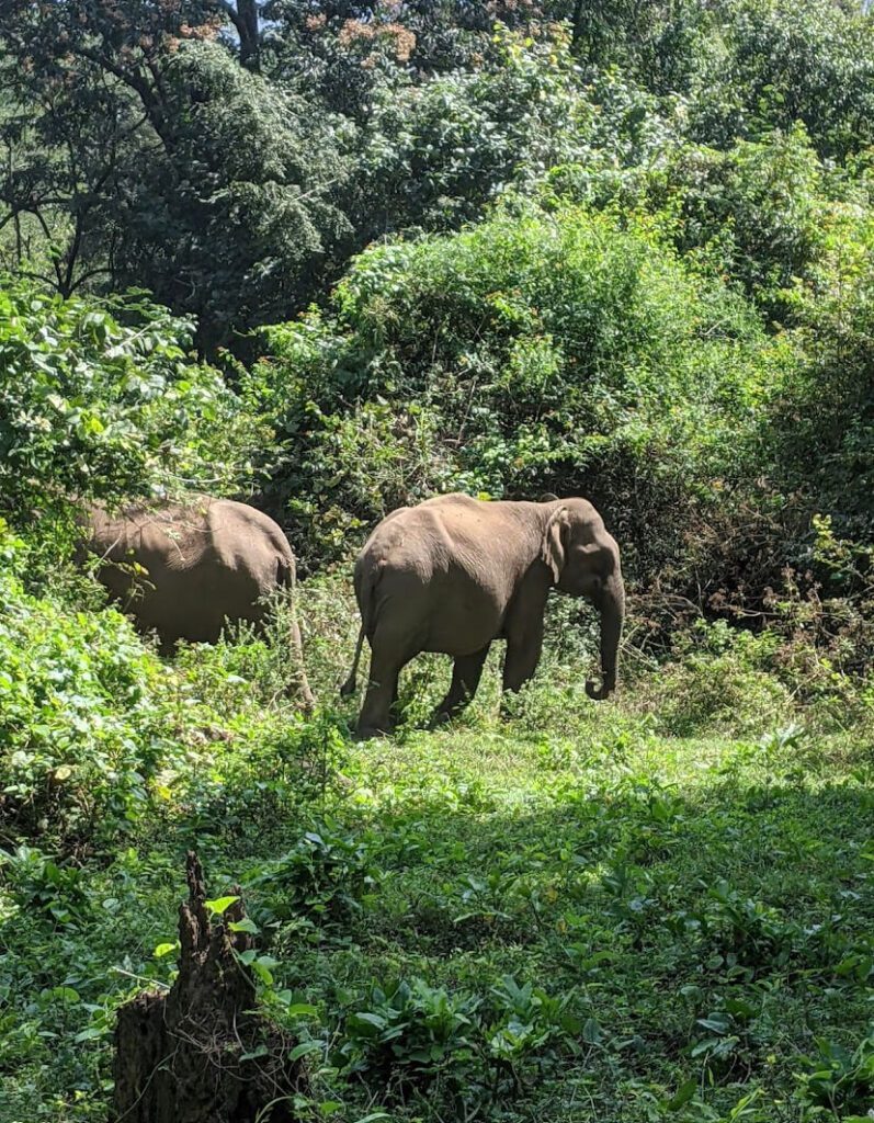Parambikulam Tiger Reserve
