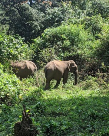 Parambikulam Tiger Reserve