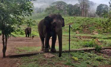 One Day Trip To Pollachi, Topslip From Coimbatore