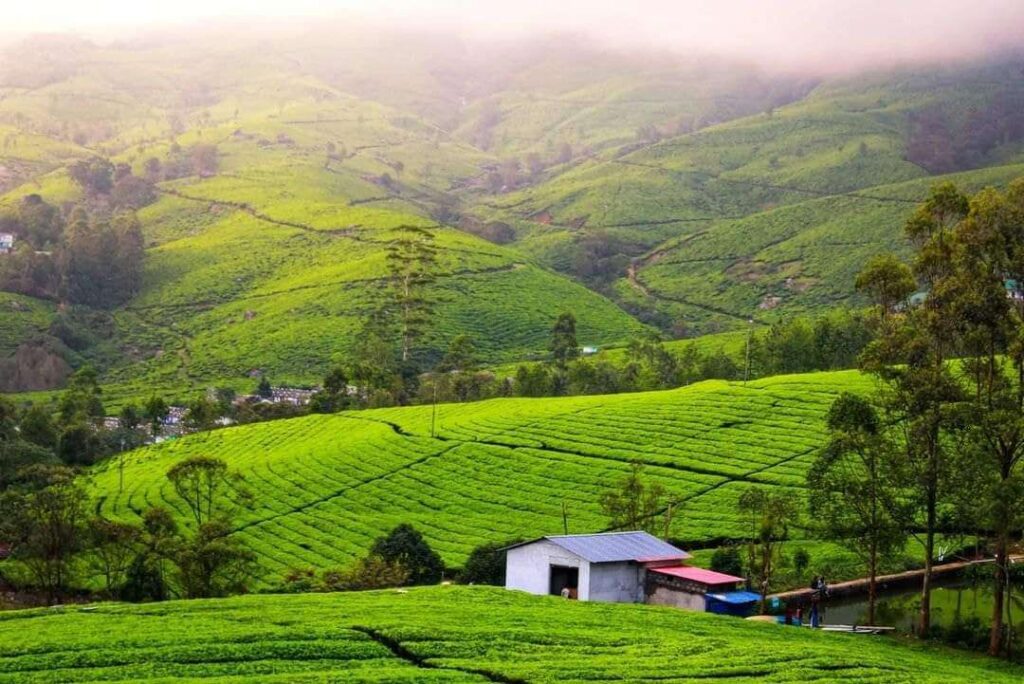 Munnar Tour Package