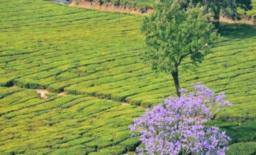 Munnar