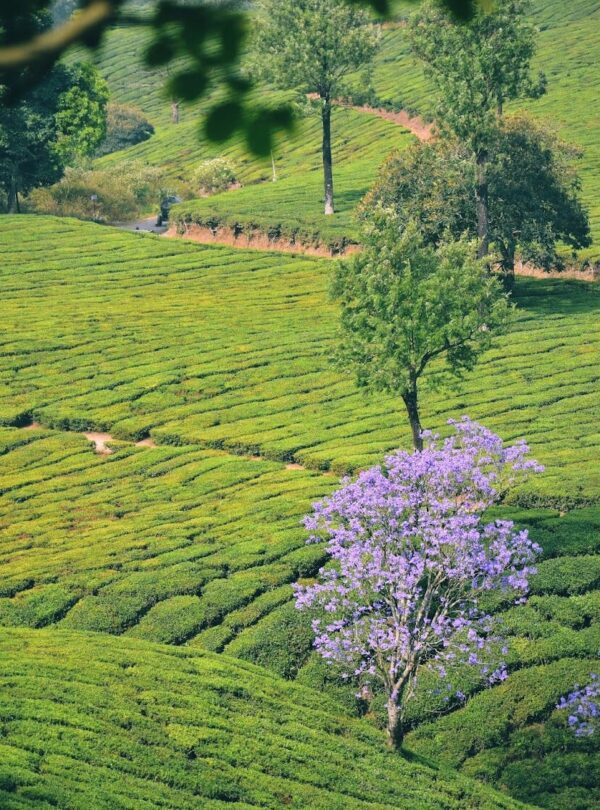 Munnar