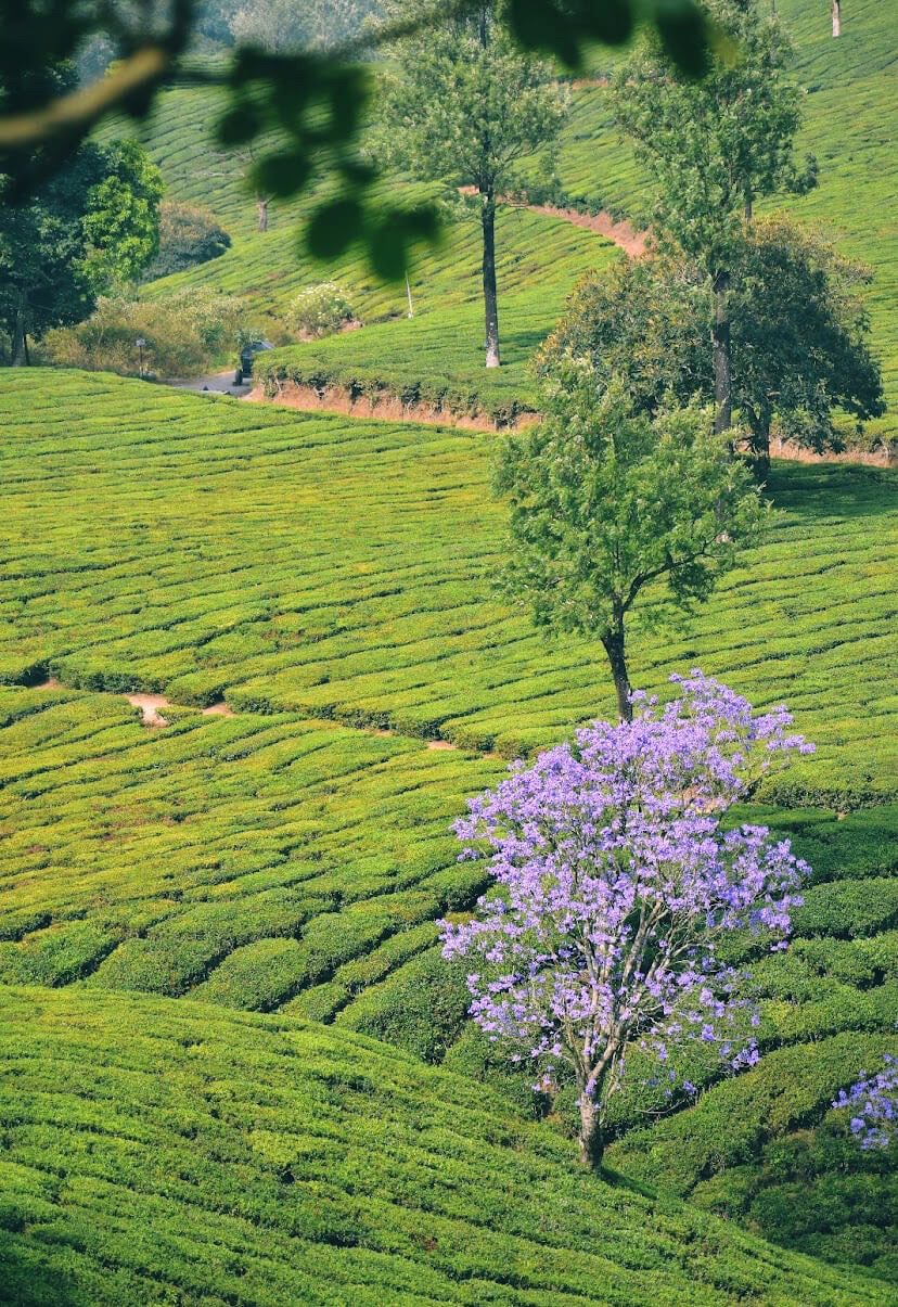 Munnar